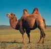camel's Avatar