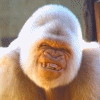 seogorilla's Avatar